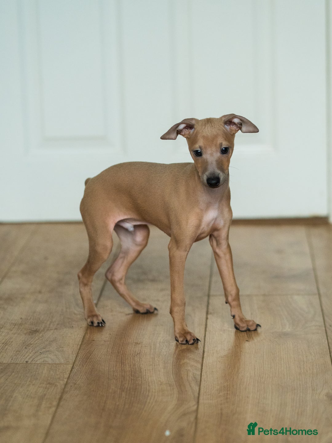Italian Greyhound dogs for sale: Beautiful Italian greyhounds  - Advert 10