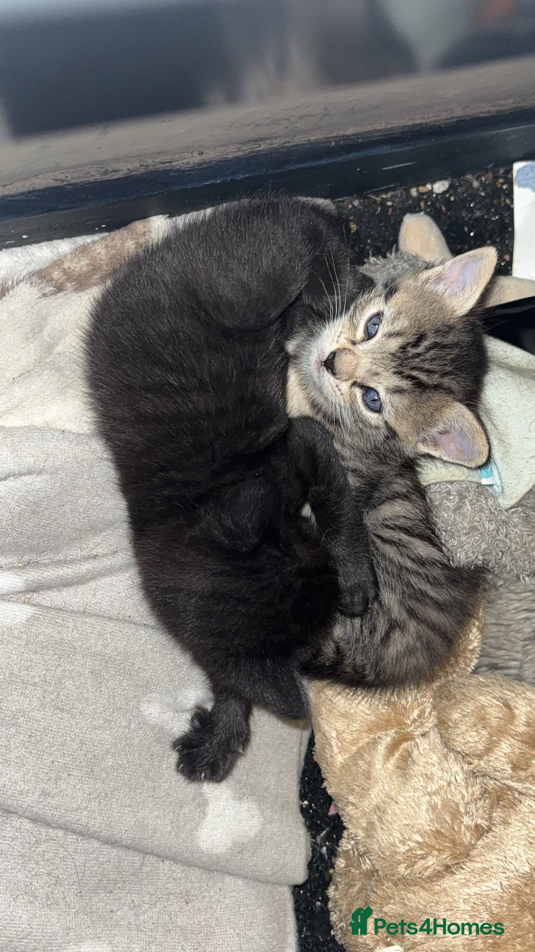 British Shorthair cats for sale: 2 male tabby kittens - Image 1