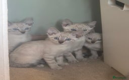 Bengal cats for sale: Bengal x siamese kittens - Image 2