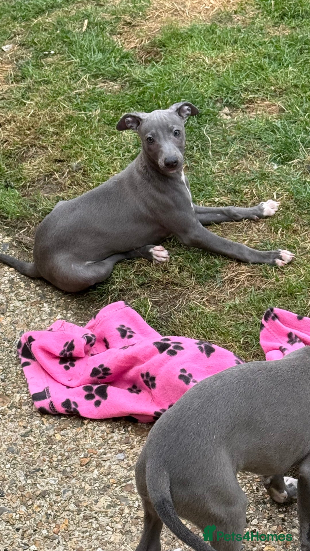 Whippet dogs for sale: Kc reg Beautiful blue whippets ready to leave  - Image 24