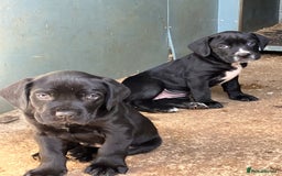 Mixed Breed dogs for sale: PUGGLES - Image 1