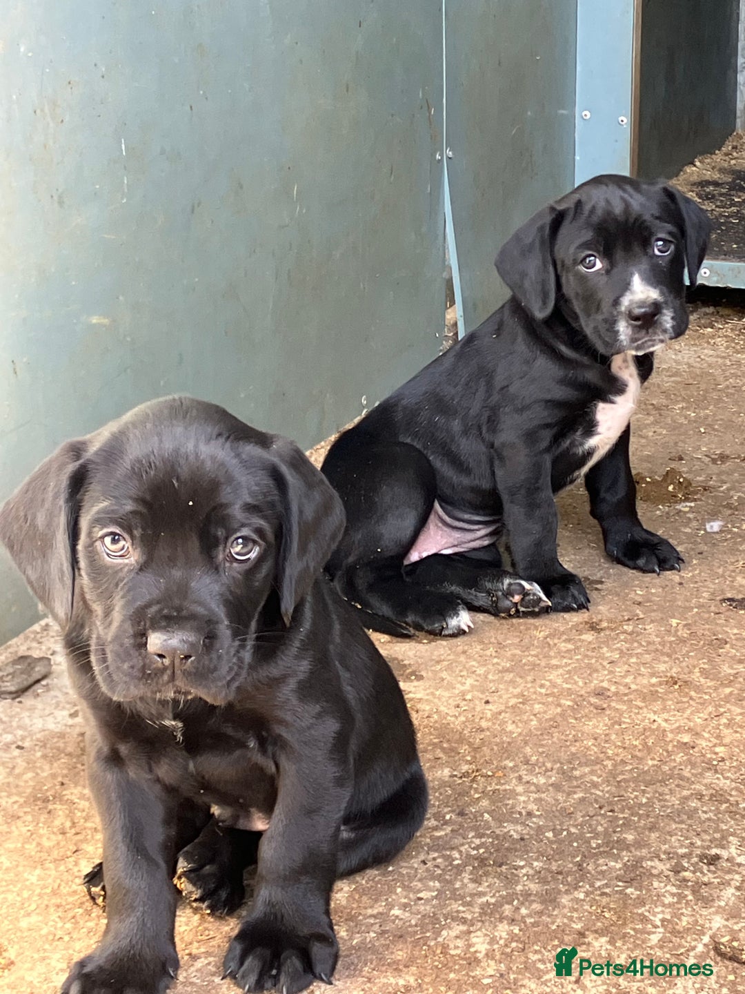 Mixed Breed dogs for sale: PUGGLES - Image 1