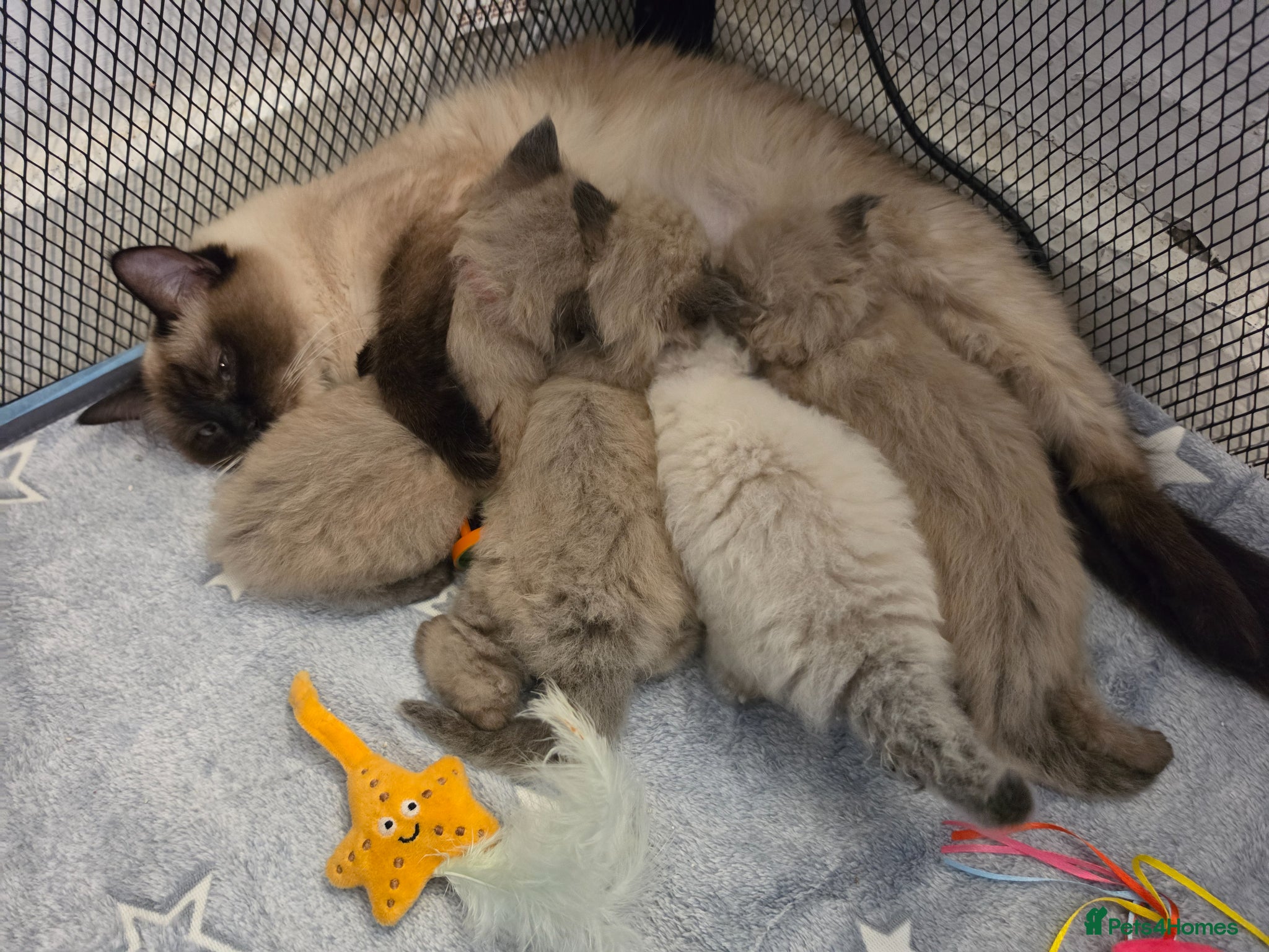 Ragdoll cats Mink and seal point ragdoll kittens - Advert 16