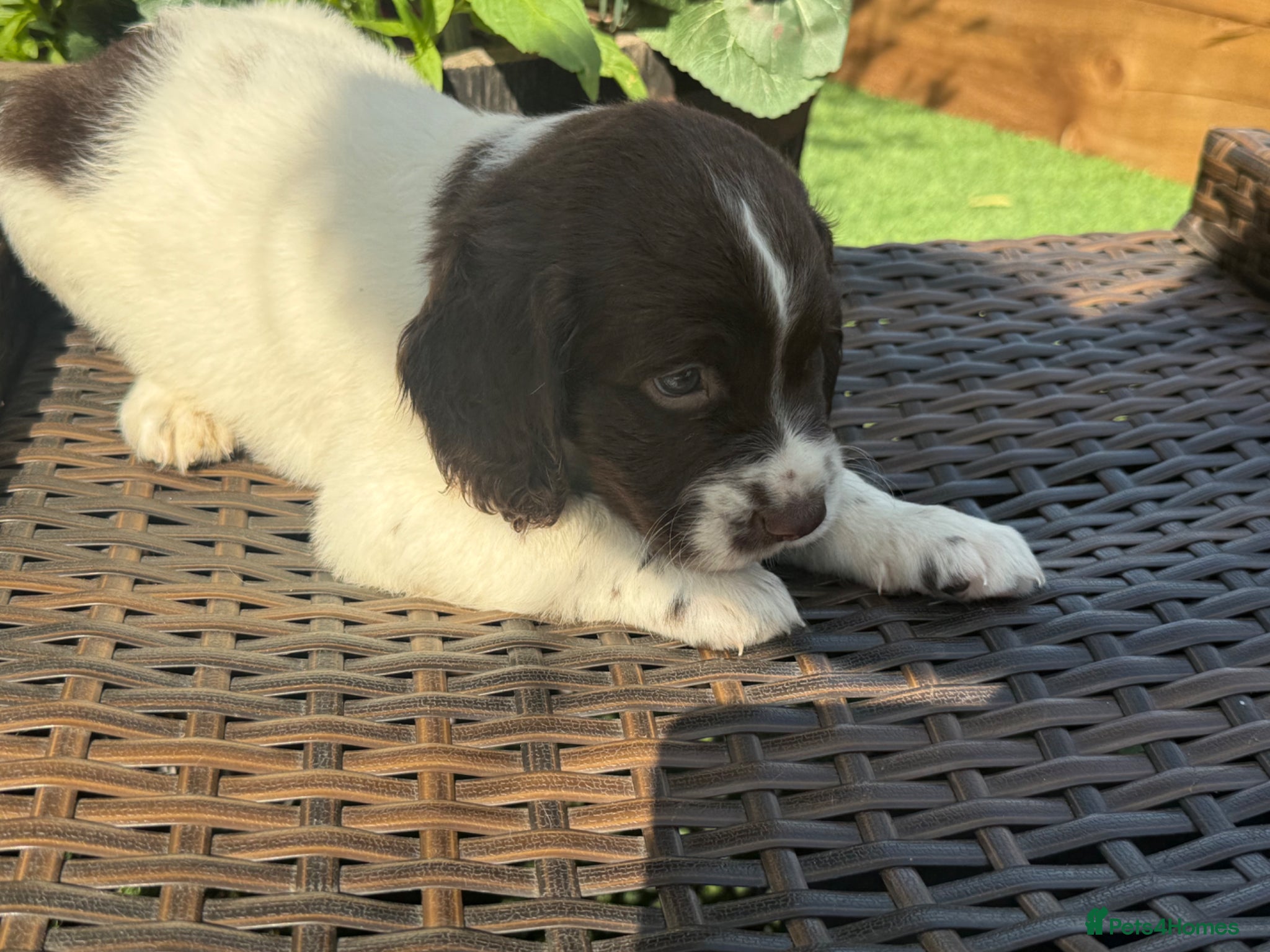 Mixed Breed dogs Sproodle puppies for sale  - Advert 1