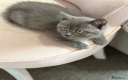 Mixed Breed cats for sale: Beautiful fur babies BSH x Scottish Straight - Image 8