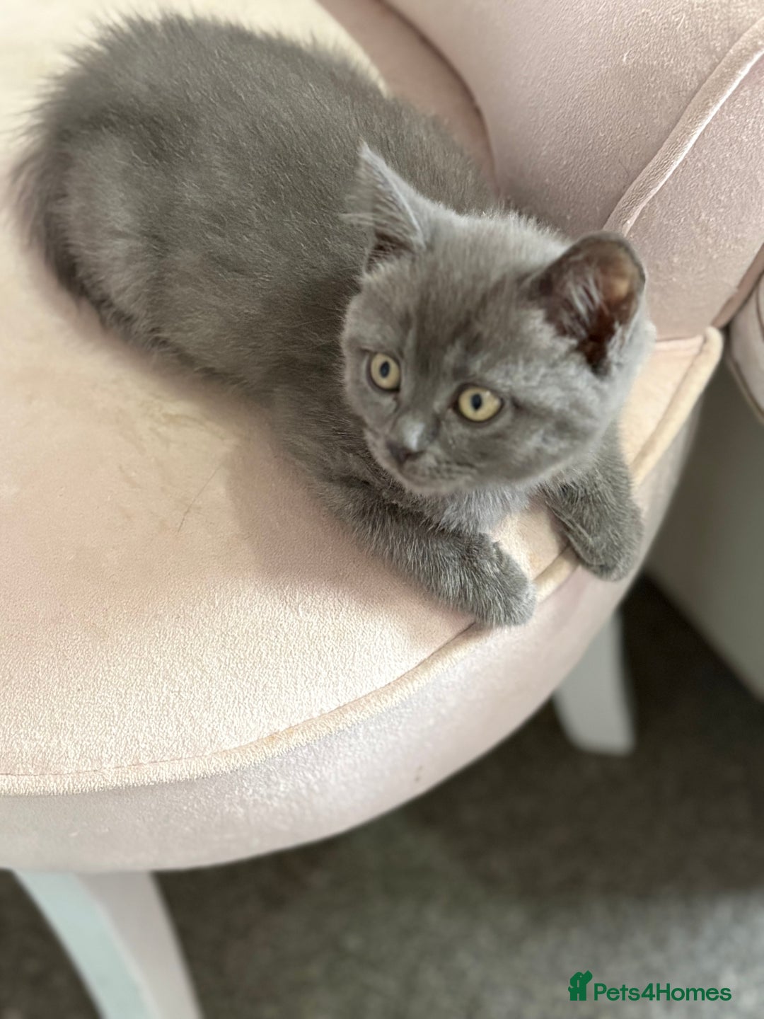 Mixed Breed cats for sale: Beautiful fur babies BSH x Scottish Straight - Image 8