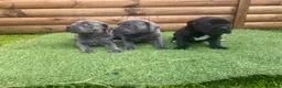 Cane Corso dogs for sale: Cane corso puppies top import bloodLines - Advert 9