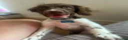 Sprocker dogs for sale: 6 month old male sprocker in Cambridge - Advert 5