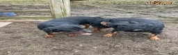 Rottweiler dogs for stud: **** FAUSTINIS TK,S QUANTOM OF SOLICE **** in Preston - Advert 3