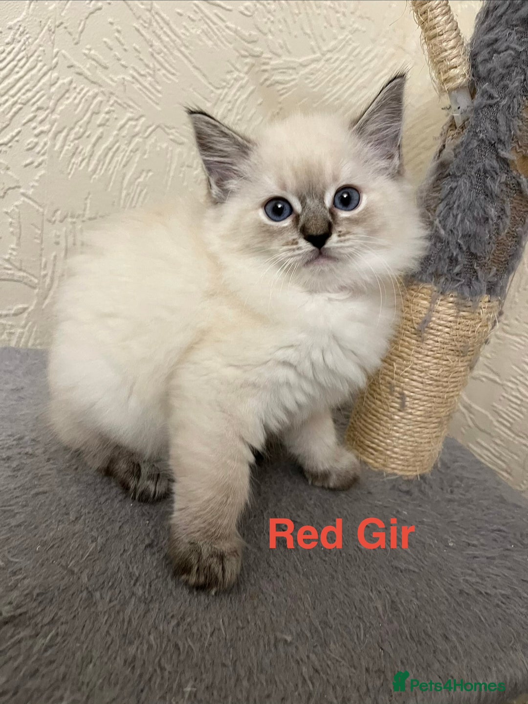 Ragdoll cats for sale: ❤️5 Beautiful Pure Ragdoll Kittens❗️❤️🐈 - Advert 13