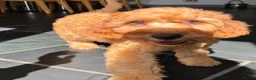 Mini Goldendoodle dogs for sale: Ready Now! Mini Irishdoodle health tested parents  - Advert 14