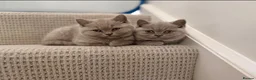 British Shorthair cats for stud: PROVEN! HEALTH TESTED! Stud  ** ) - Advert 4