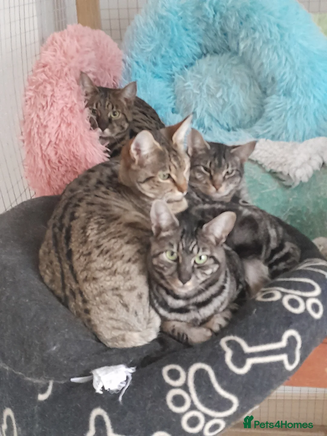 Savannah cats for sale: Pedigree F5 TICA Reg Savannah Girl Kitten - Advert 16