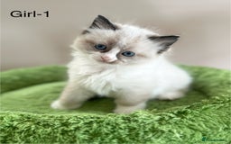 Ragdoll cats for sale: Beautiful Ragdoll kittens from Champion lines - Image 7