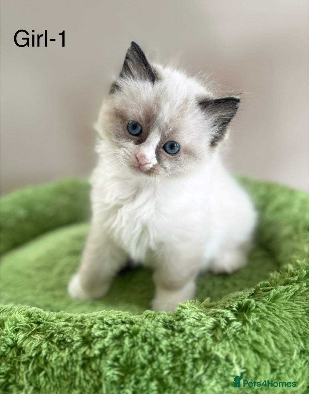 Ragdoll cats for sale: Beautiful Ragdoll kittens from Champion lines - Image 7