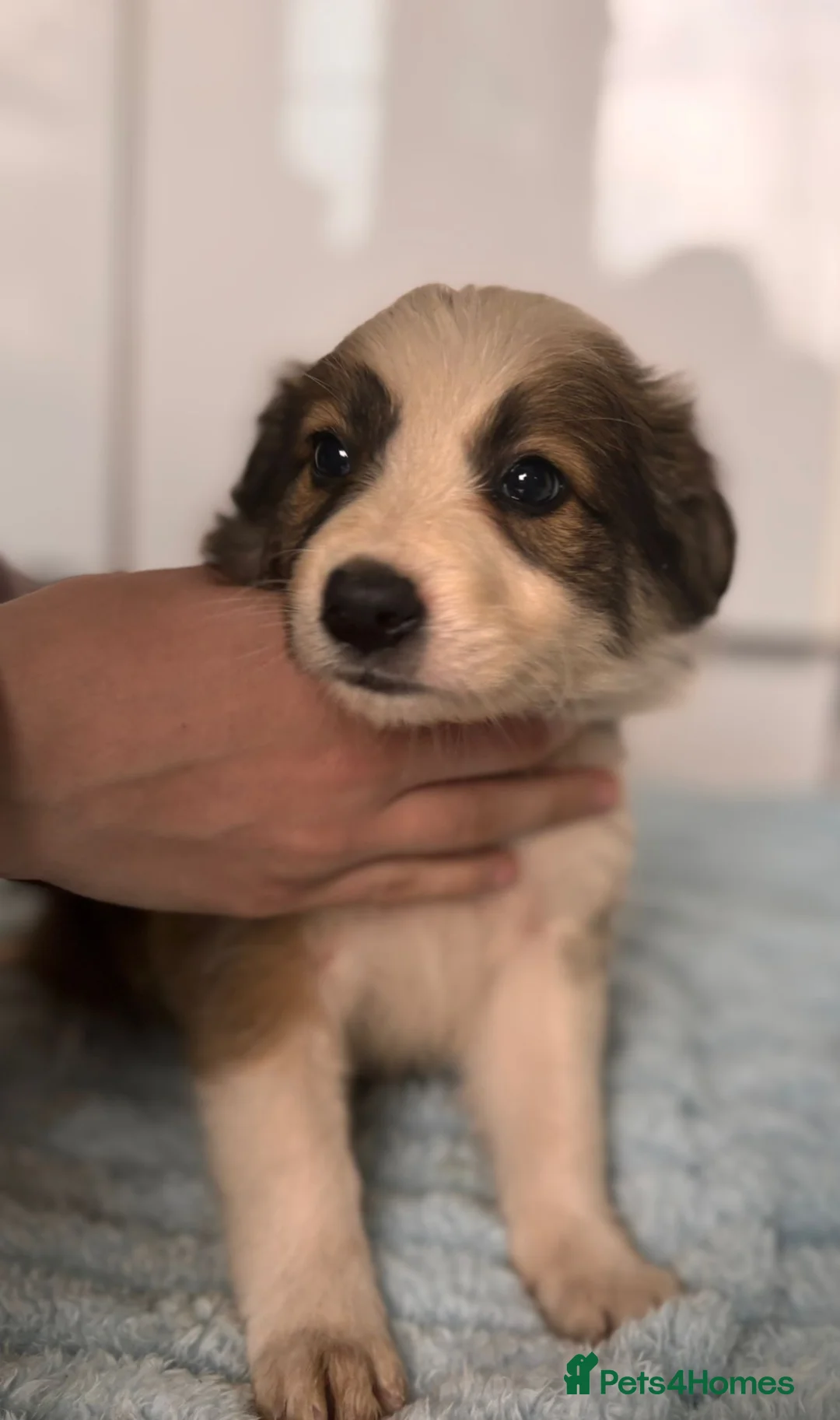 Border Collie dogs for sale: Border collie pups in Southampton - Advert 2