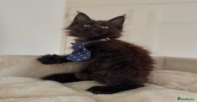 Maine Coon cats - Advert 5