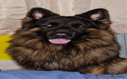 German Shepherd dogs for sale: Freyr - Image 17