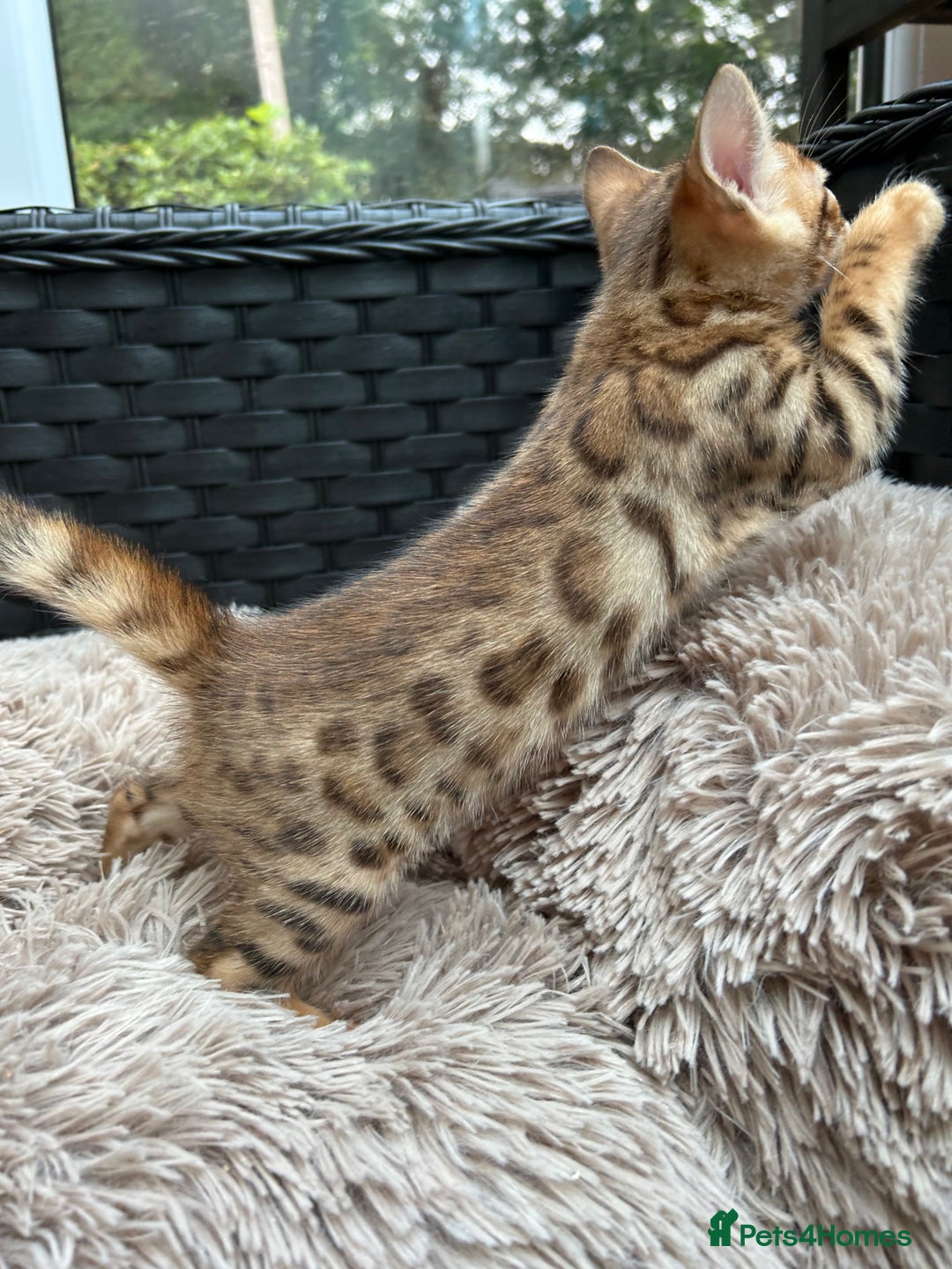 Bengal cats for sale: GORGEOUS PURE BENGAL KITTENS READY TO GO ❤️ - Image 12