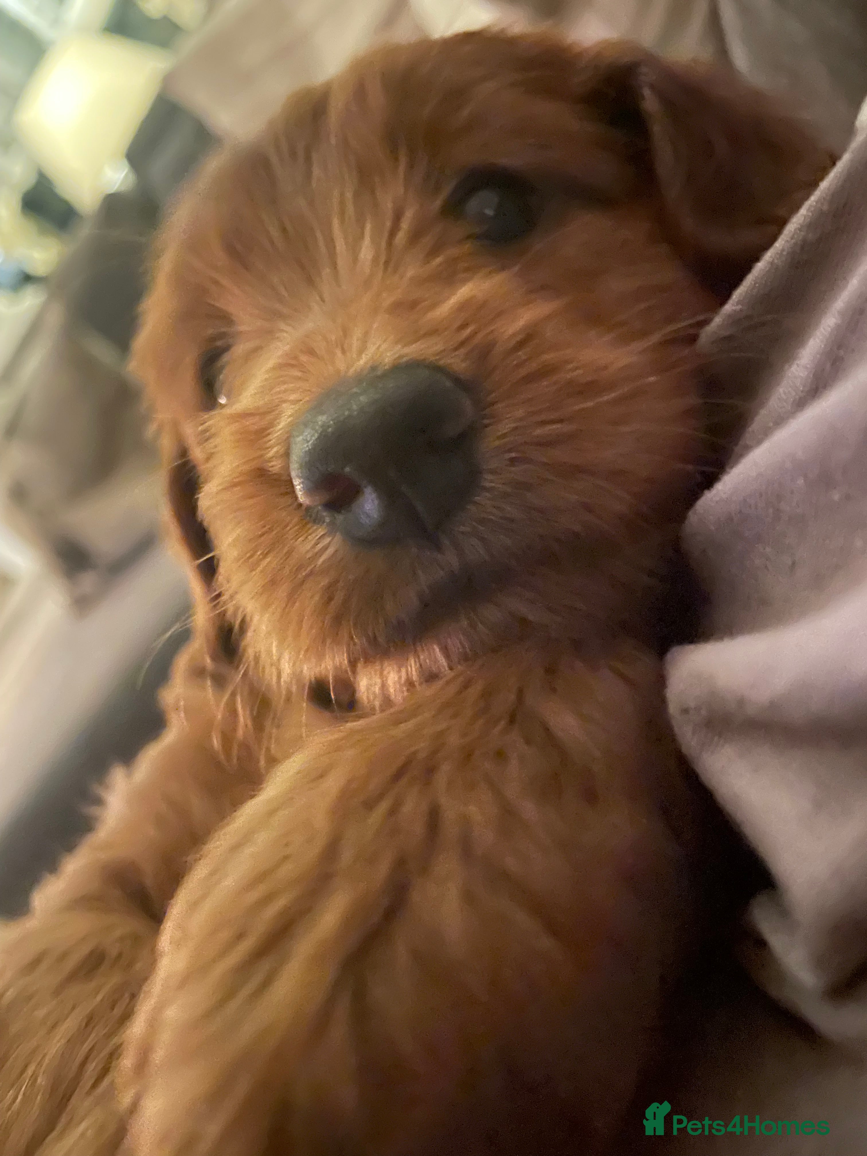 Mixed Breed dogs Beautiful litter of rare cockapoo Doodle/redsetter - Advert 2