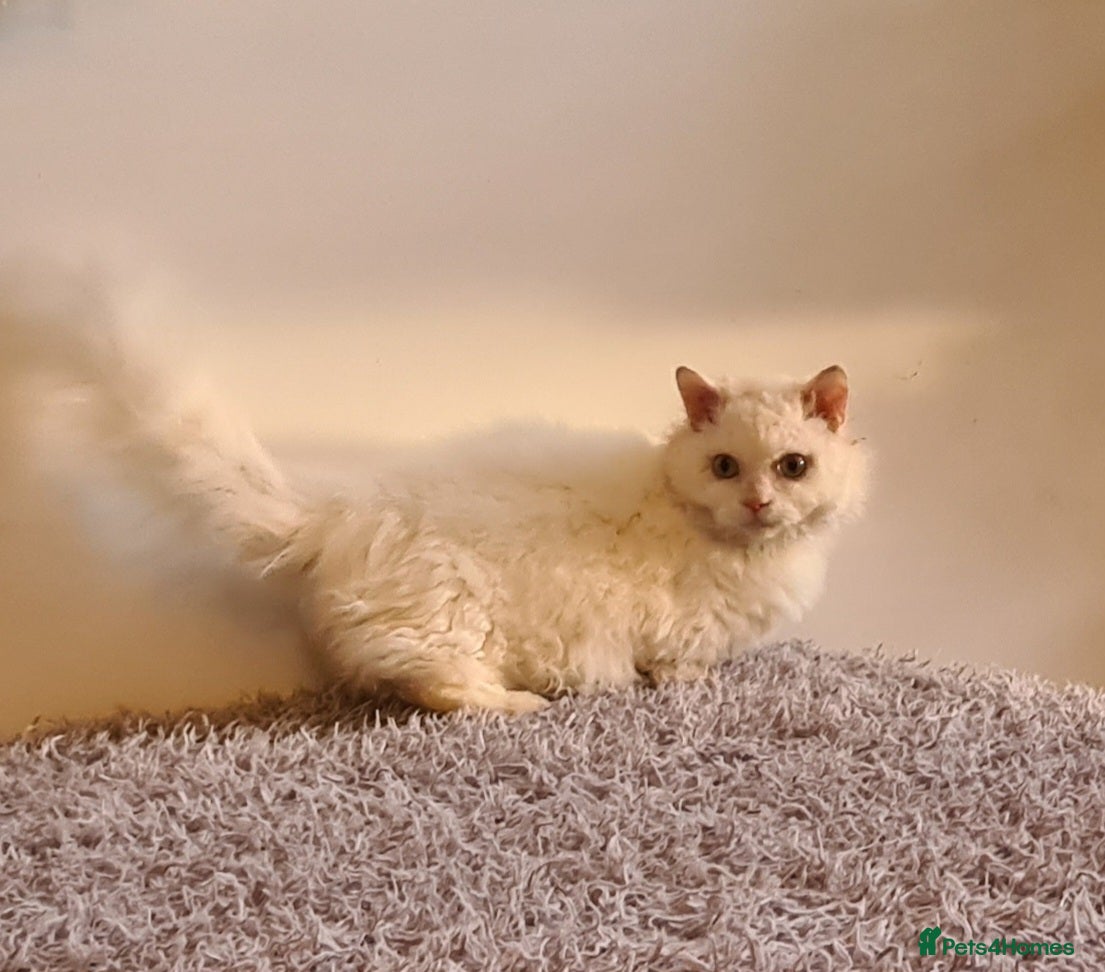 Munchkin cats Stunning Lambkin  in London - Advert 17