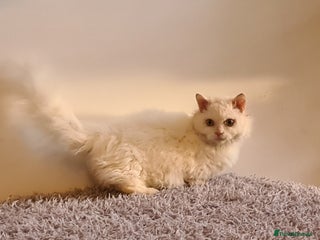 Munchkin cats in London - Advert 3