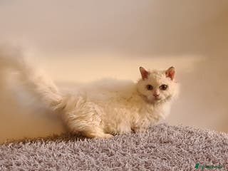 Munchkin cats Stunning Lambkin in London - Advert 1