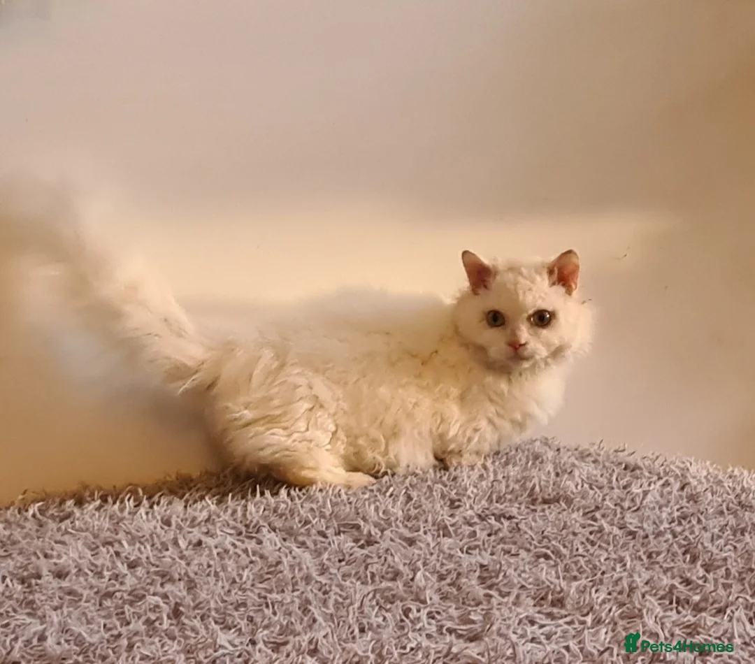Munchkin cats for stud: Stunning Lambkin  in London - Advert 1