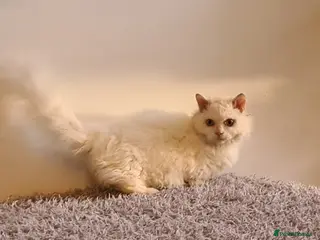 Munchkin cats Stunning Lambkin in London - Advert 1