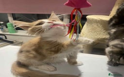 Maine Coon cats for sale: Xl mainecoon kittens  - Image 12