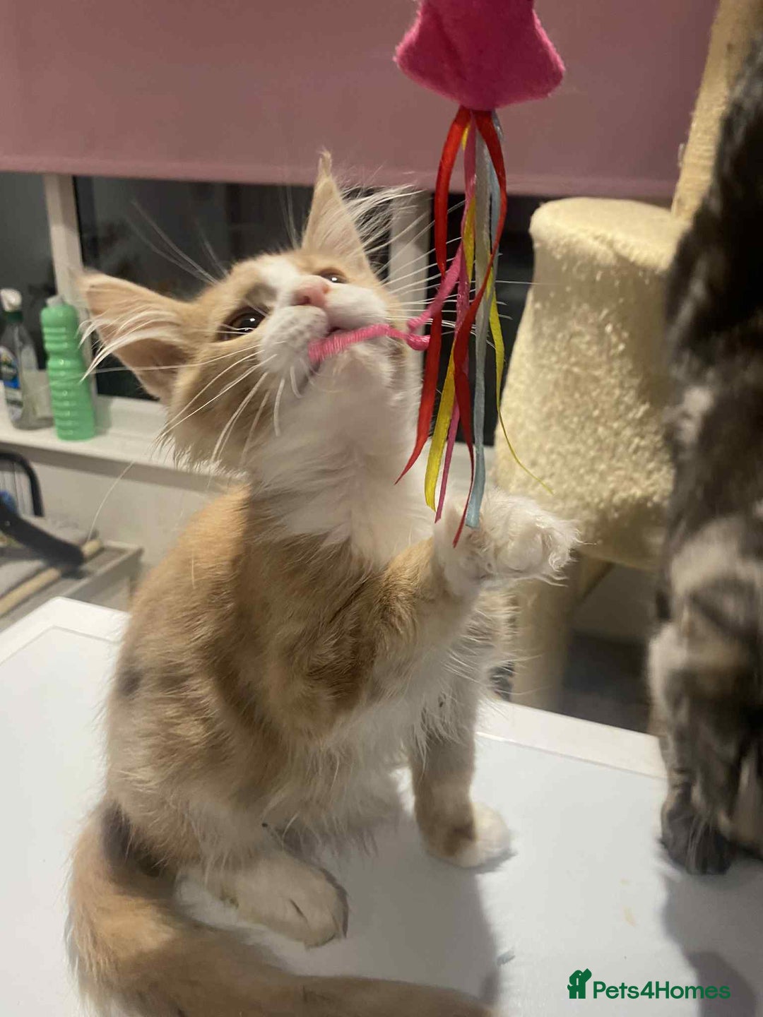 Maine Coon cats for sale: Xl mainecoon kittens  - Image 12