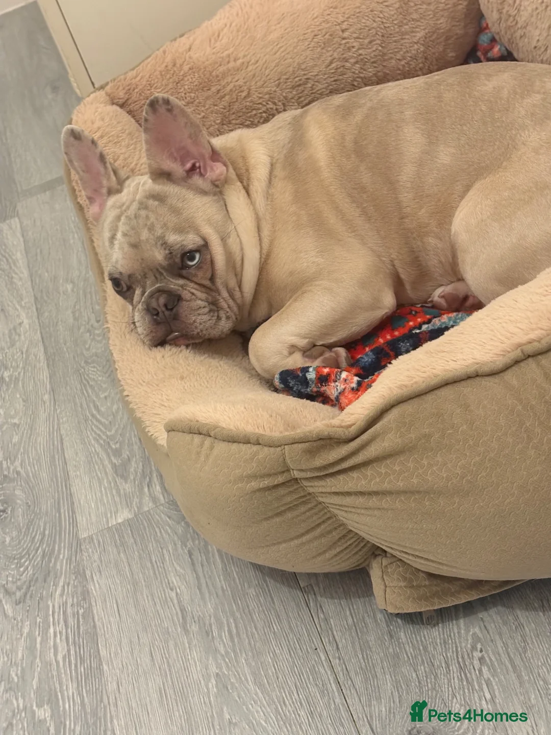 French Bulldog dogs for sale: French bulldog merle male - Advert 6