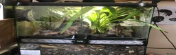 Gecko reptiles for sale: Mourning Geckos & Bioactive Tank - Advert 1