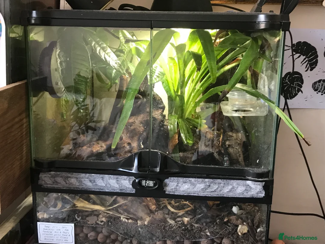 Gecko reptiles for sale: Mourning Geckos & Bioactive Tank - Advert 1