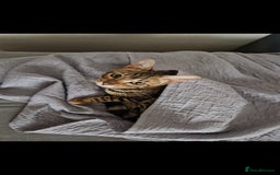 Bengal cats for sale: Beautiful lady ❤️  - Image 16