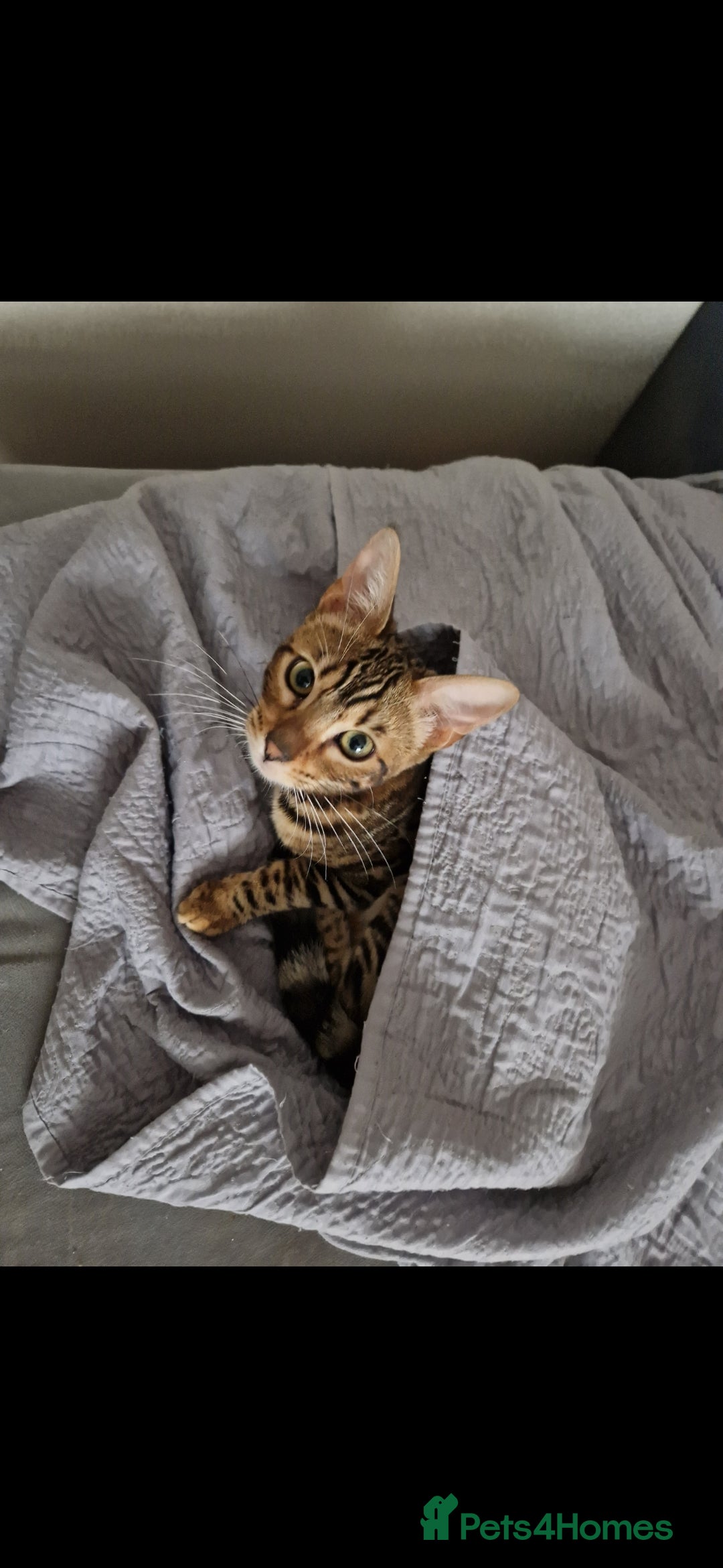Bengal cats for sale: Beautiful lady ❤️  - Image 16