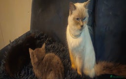 Ragdoll cats for sale: Ragdoll x kittens  - Image 15