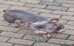 French Bulldog dogs for sale: Adult French Bulldogs  - Image 3