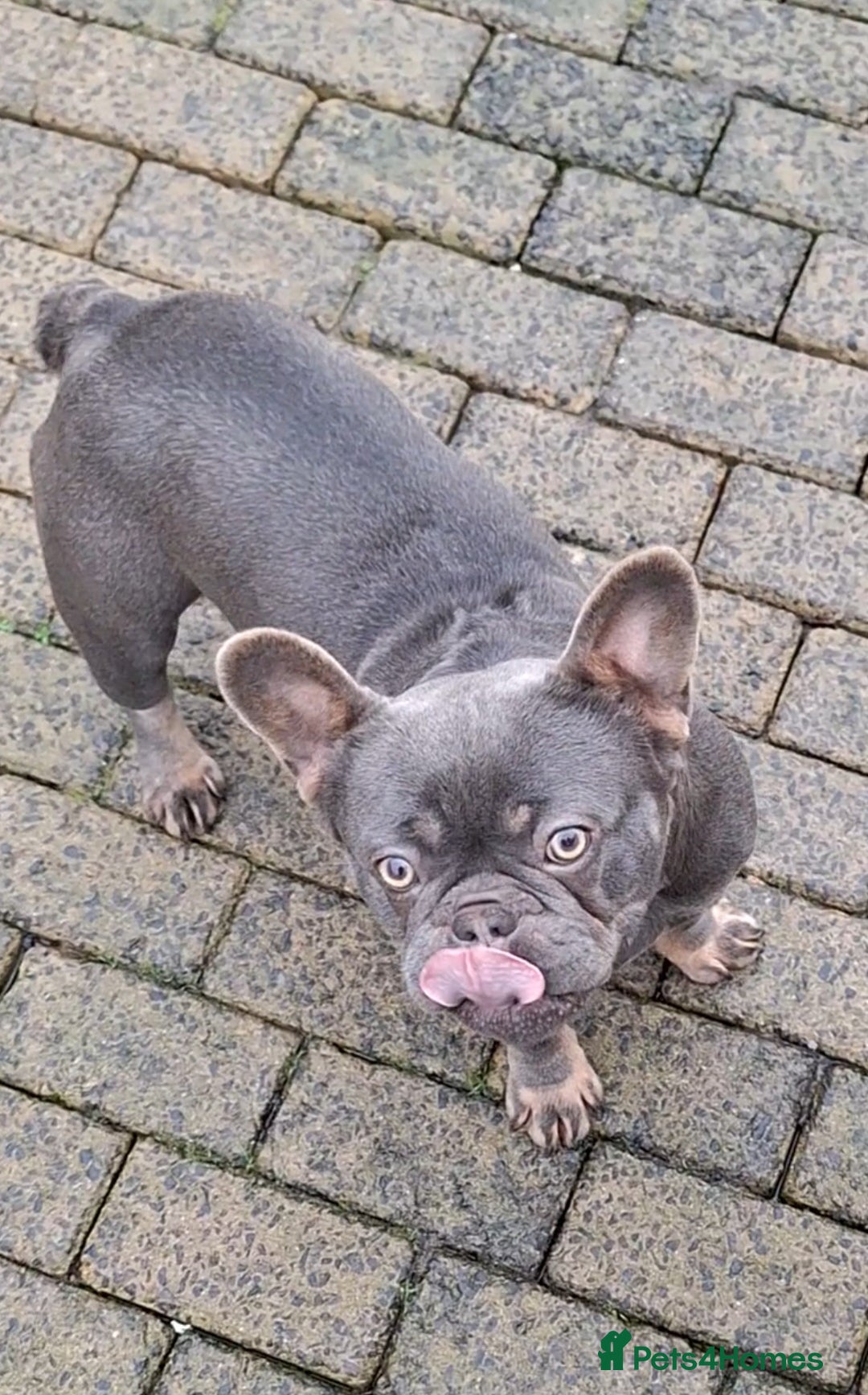 French Bulldog dogs for sale: Adult French Bulldogs  - Image 3