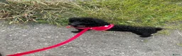 Toy Poodle dogs for sale: Black toy poodle in Manchester - Advert 9