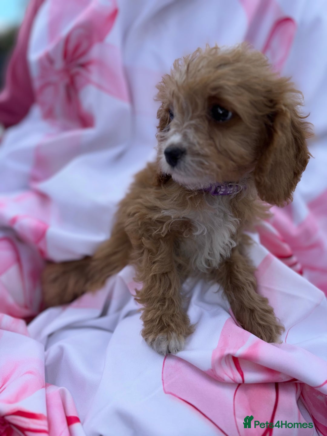 Cavapoo dogs for sale: 🐾💕💙STUNNING F1 CAVAPOOS 💙💕🐾 - Image 5