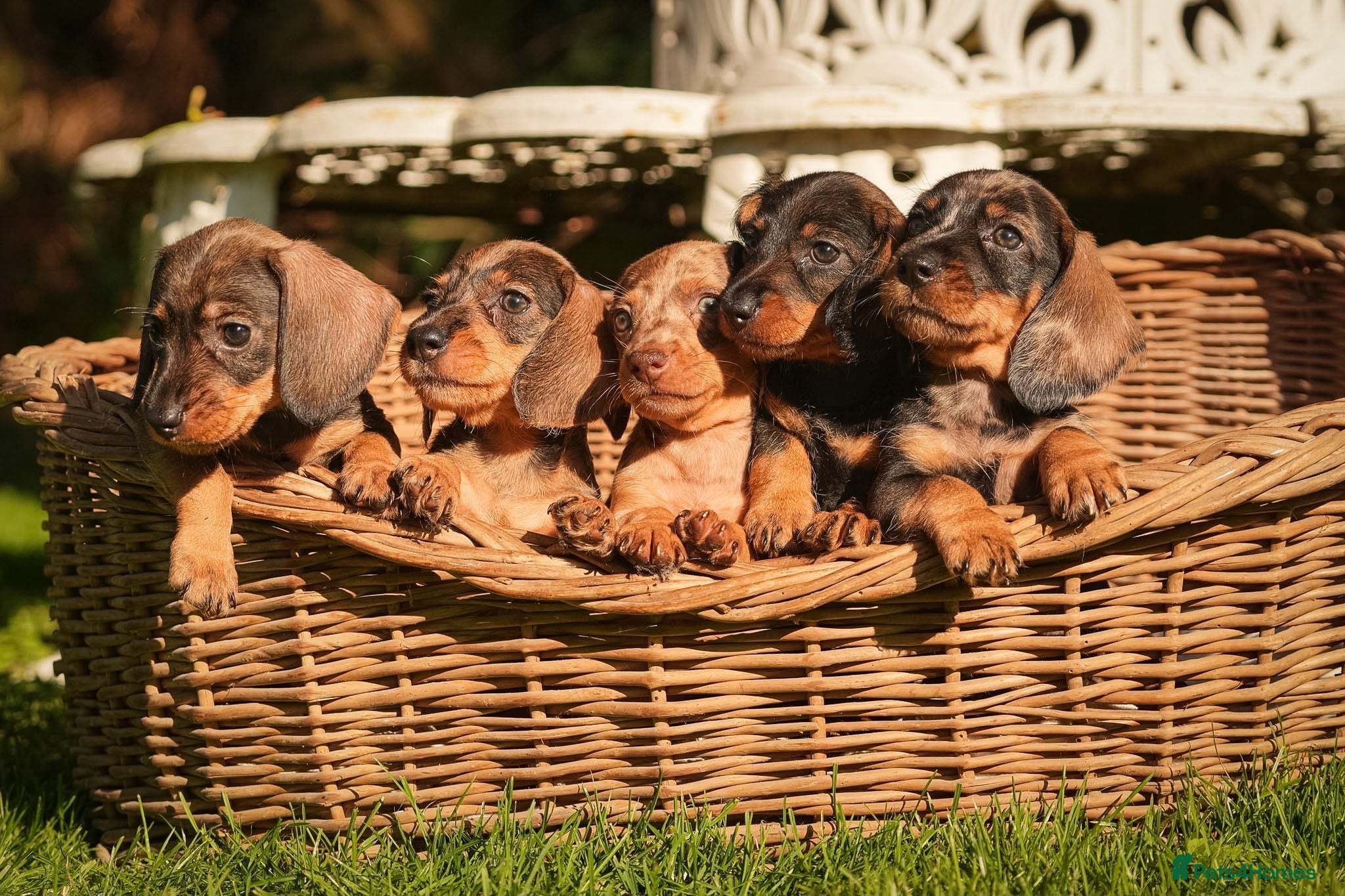 Dachshund dogs Rare Standard Wire Haired Dapple Dachshunds  - Advert 1