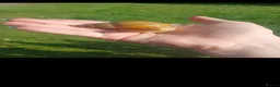 Snails invertebrates for sale: Giant African land snails for sale  - Advert 7