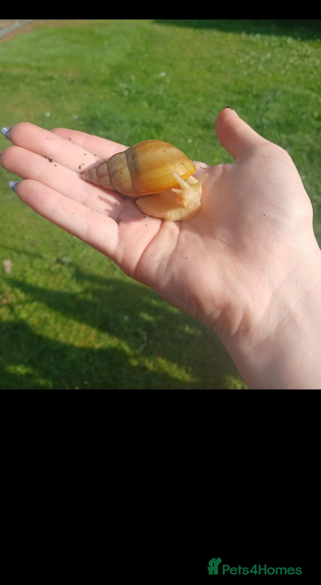 Snails invertebrates for sale: Giant African land snails for sale  - Advert 7