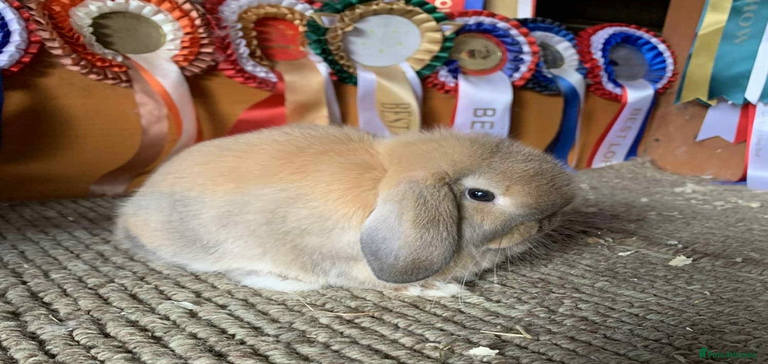 Gallery Image {{count}}