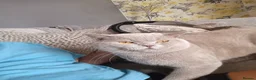 British Shorthair cats for stud: British short hair stud - Advert 4