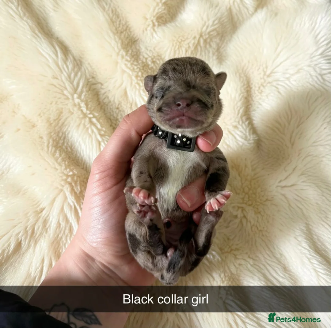 Mixed Breed dogs for sale: 1 Female - French Bull Jack Puppies - Advert 8