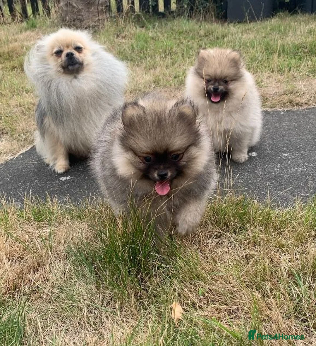 Pomeranian dogs for sale: Adorable KC Registered Pomeranian Boys - Advert 2