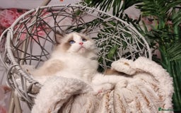 Ragdoll cats for sale: Quality Tica reg Ragdoll kittens  - Image 16