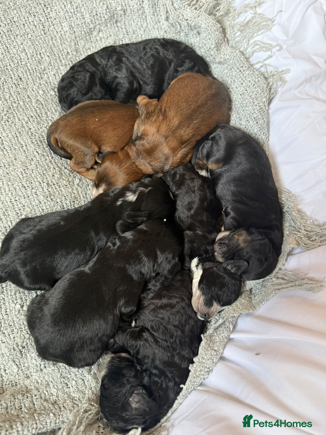 Cockapoo dogs for sale: Cockapoo puppies for sale ready to go - Advert 5